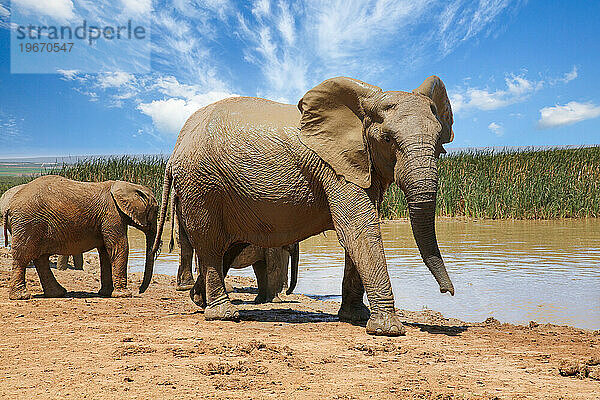 Elefanten im Addo-Nationalpark  Südafrika