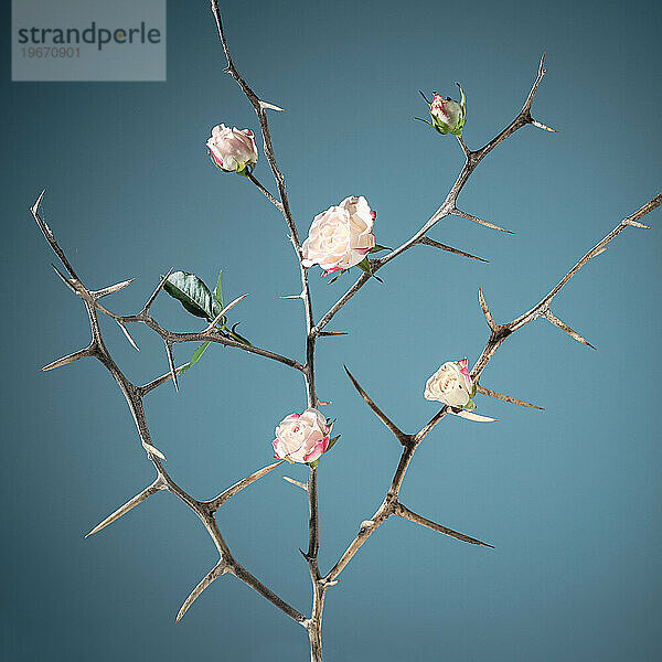 00 Trockene Baumblüten. Konzeptkunstplakat für den Frühling. Stillleben