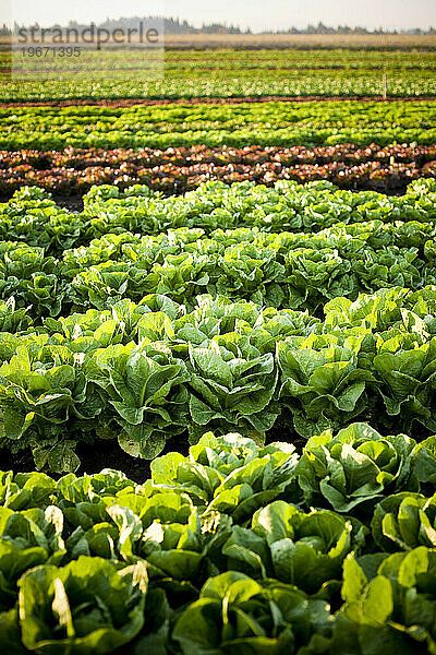 Bio-Salat pflücken