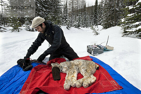 Ein Wildtiertechniker legt den unter Drogeneinfluss stehenden Luchs auf einen warmen Schlafsack und bedeckt zum Schutz sein Gesicht.