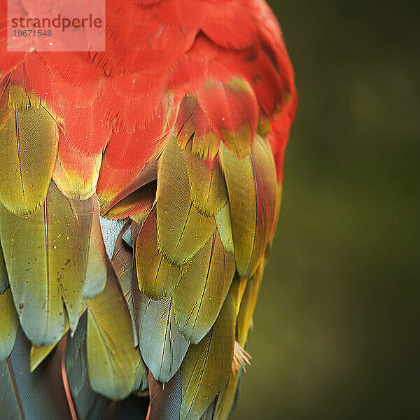 Ein Flamingo-Gefieder.