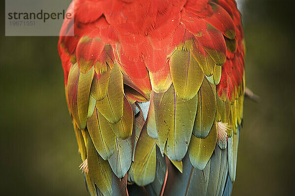 Ein Flamingo-Gefieder.