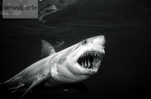 Great white shark (Carcharodon carcharias) ready to feed  South Australia