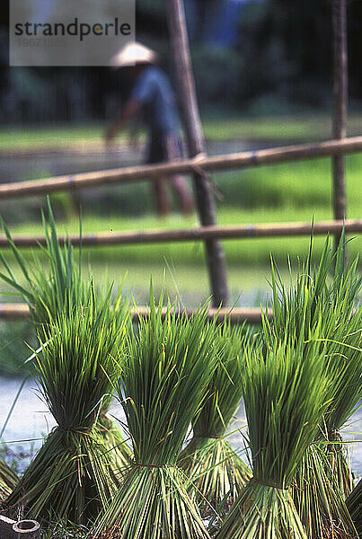 Ein Mann pflanzt Reis mit Reisbündeln im Vordergrund  Vang Vieng  Laos.