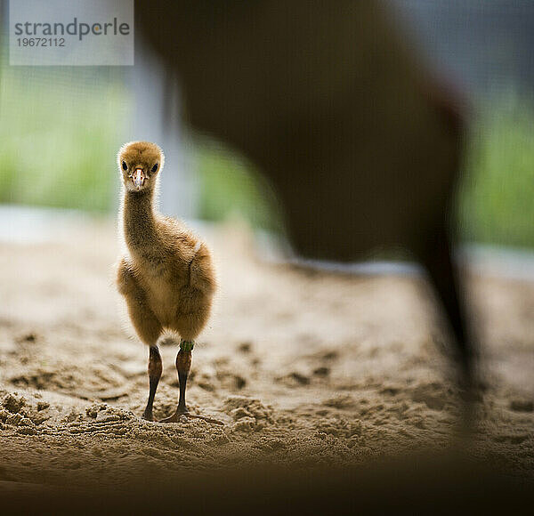 Wiedereinführung des Whooping Crane  Direktveröffentlichung im Herbst