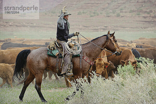 Viehtrieb auf einer Ranch neben dem Canyonlands NP  UT