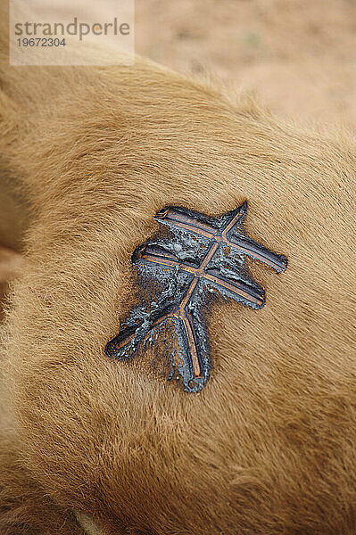 Branding auf einer Ranch neben dem Canyonlands NP  UT