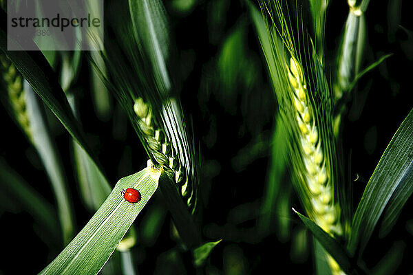 Ein roter Marienkäfer auf einem grünen Blatt.