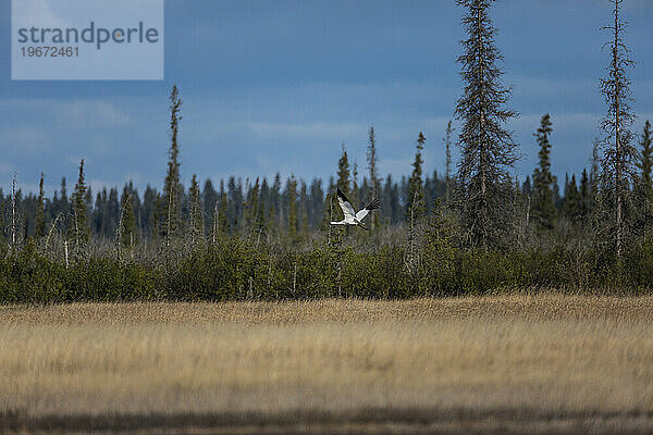 Bilder aus dem Wood Buffalo National Park  dem Nistplatz des gefährdeten Schreikranichs.