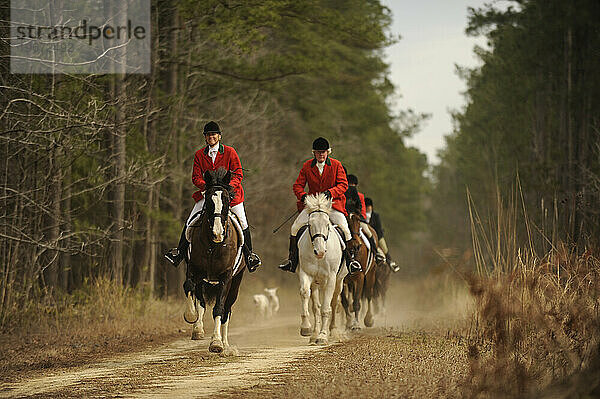 Reiter folgen dem Rudel der Jagdhunde  während sie die Spur finden  die das Pferd und der Reiter hinterlassen haben  die während eines traditionellen Fuchsritts die Spur eines Fuchses durch den Wald hinterlassen