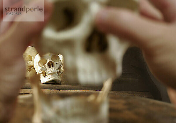 Der verschwommene Vordergrund der Hand eines Archäologiestudenten  der einen menschlichen Schädel untersucht  mit fokussierten Schädeln dahinter.