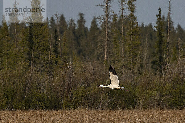 Bilder aus dem Wood Buffalo National Park  dem Nistplatz des gefährdeten Schreikranichs.