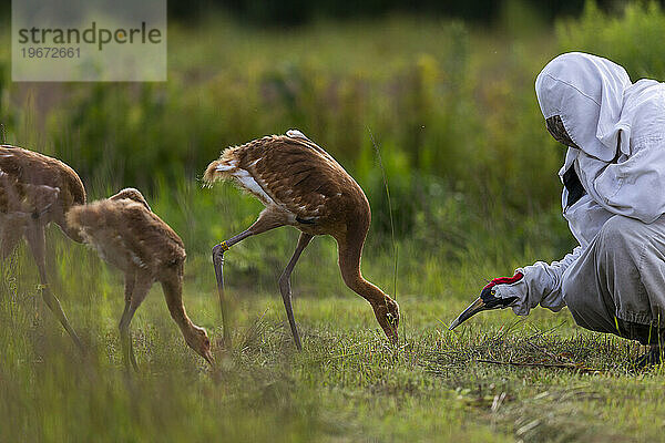 Wiedereinführung des Whooping Crane  Direktveröffentlichung im Herbst