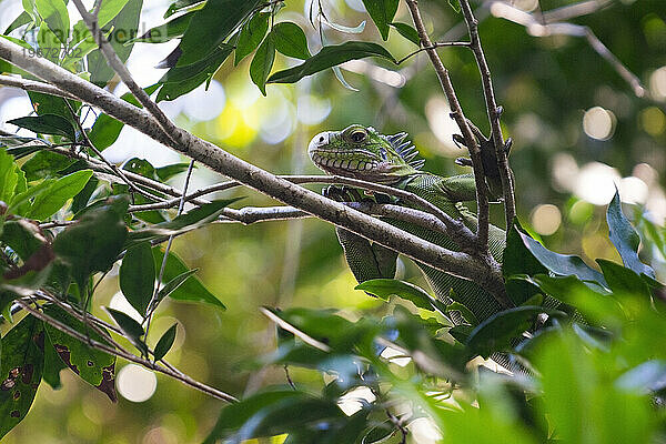 Ein grüner Leguan sitzt in einem Baum am Indian River in der Nähe der Stadt Portsmouth auf der Karibikinsel Dominica.