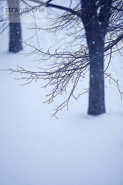 Bäume und Äste im Schnee.