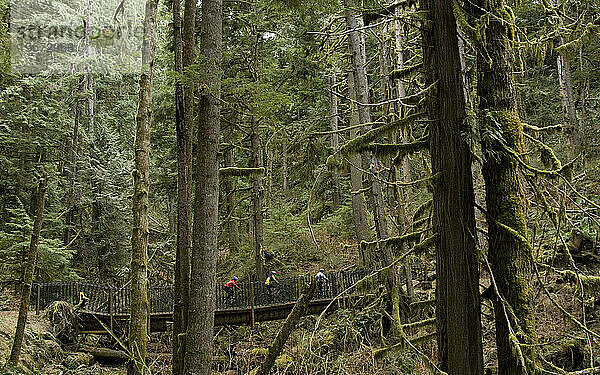 Zwei Mountainbiker fahren auf einem Singletrail durch den Wald.