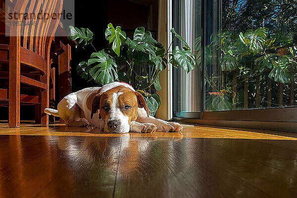 Beagle-Pitbull-Mischling ruht an einem sonnigen Ort im heimischen Innenraum.