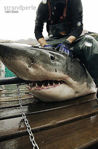 Ein Besatzungsmitglied der Expedition Great White sitzt rittlings auf einem Weißen Hai mit einem Haken im Maul.