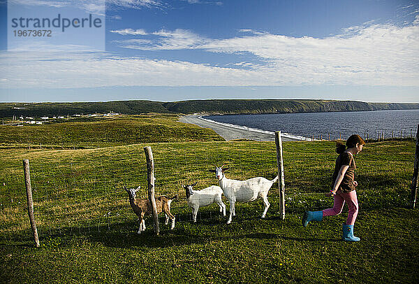 Ein junges Mädchen geht in der Nähe der Ziegen auf einer Farm an der Küste Neufundlands spazieren.