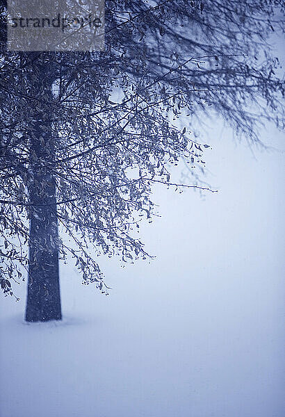 Baum und Äste vor einem Schneehintergrund.