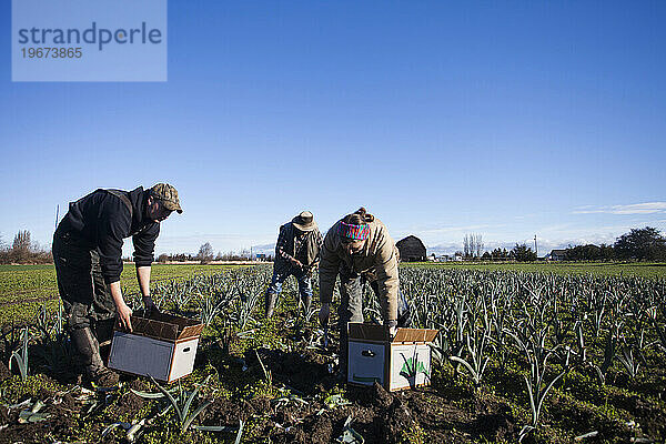 Drei Bauern ernten an einem sonnigen Tag Leckagen auf einem Biobauernhof.