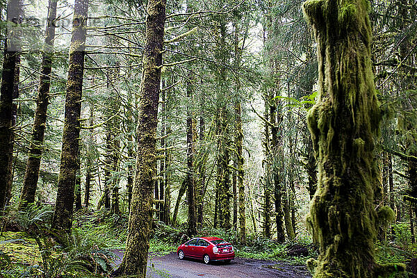 Ein rotes Hybridfahrzeug steht in einem moosgrünen Wald.