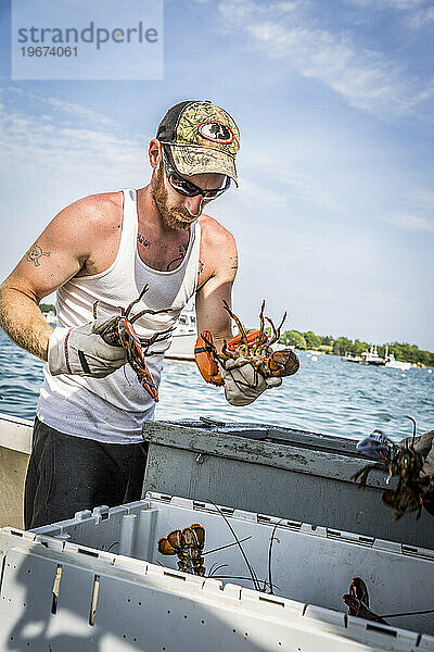 Ryan Schultz  Crew auf dem Hummerboot „Overkill“  beim Entladen von Hummern bei der Friendship Lobster Co-op in Friendship  Maine.