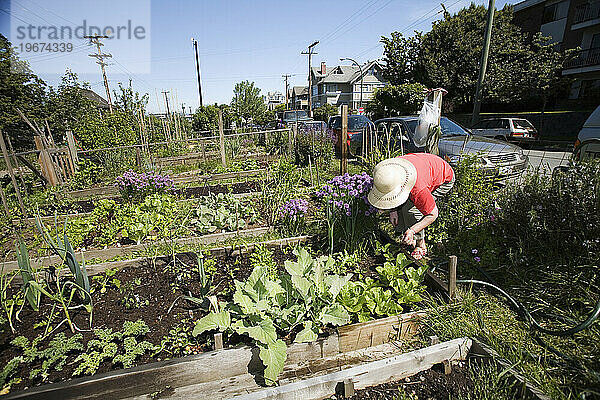 Eine Frau kümmert sich um ihr Gemeinschaftsgartengrundstück (Kleingarten) im Stadtteil Kitsilano in Vancouver.