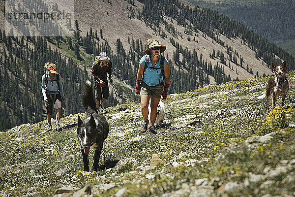 Drei Frauen und drei Hunde wandern eine Wiese am Berghang hinauf  La Sals  Utah.