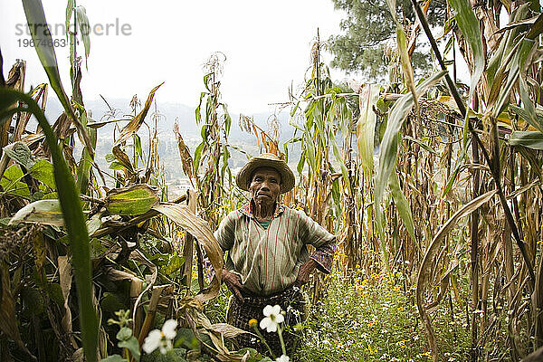 Ein indigener guatemaltekischer Mann steht in einem Maisfeld im ländlichen Guatemala.