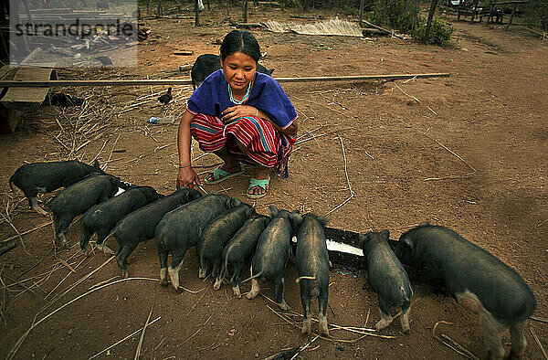 Eine Frau vom Meca-Stamm in Zentralthailand füttert ihre kleinen Schweine.