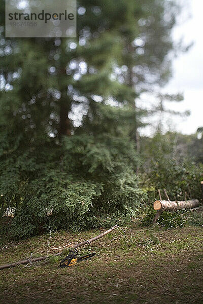 Eine Kettensäge steht neben einem gefällten Baum  Newcastle  Kalifornien.