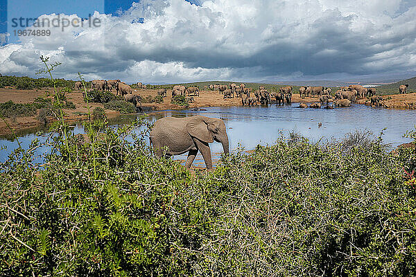 Elefanten im Addo-Nationalpark  Südafrika