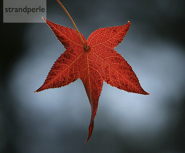 Ein rotes Blatt hängt allein  Auburn  Kalifornien.