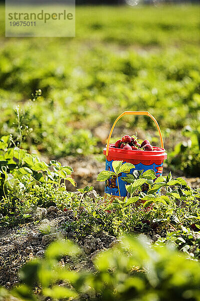 Ein Korb mit frisch gepflückten Erdbeeren.