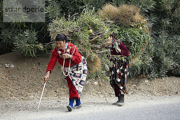 Berber women carrying wood  Atlas mountains  Morocco.