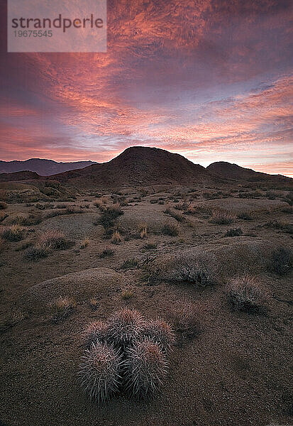 Ein einsamer Kaktus und dramatisches Licht bei Sonnenaufgang.