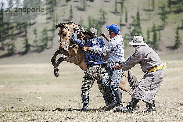 Männer  die versuchen  ruckelndes Bronco-Pferd zu zähmen  Bunkhan  Bulgan  Mongolei