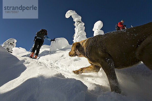 Zwei Personen und ein Hund beim Skitourengehen  Valhalla Mountain Touring Lodge  British Columbia  Kanada