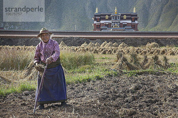 Ältere Frau arbeitet auf den Feldern in Xiahe  Gansu  China.