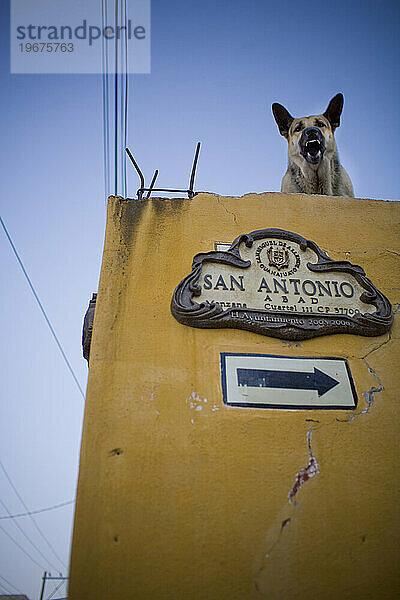Hund beschützt sein Haus in der Nähe des Stadtzentrums von San Miguel de Allende  Mexiko.