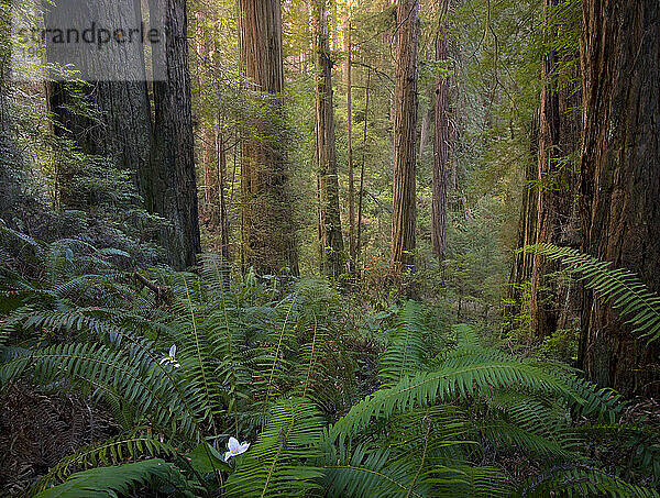 Sanftes Morgenlicht ergänzt diesen alten Redwood-Wald im Norden Kaliforniens.