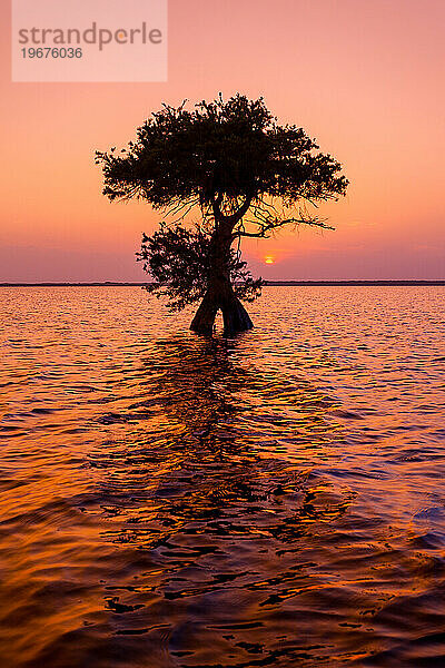 Zypressenbaum-Silhouette bei Sonnenuntergang