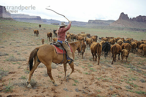 Viehtrieb auf einer Ranch neben dem Canyonlands NP  UT