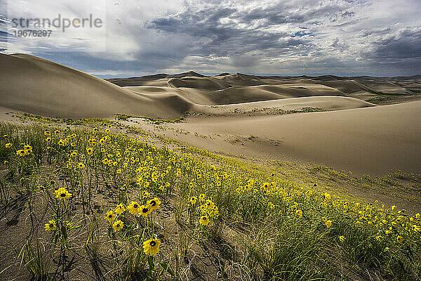 Landschaftlich reizvoll mit Blumen und Sanddünen.