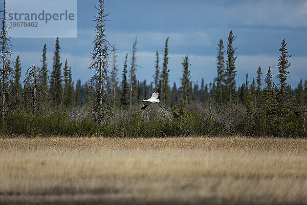 Bilder aus dem Wood Buffalo National Park  dem Nistplatz des gefährdeten Schreikranichs.