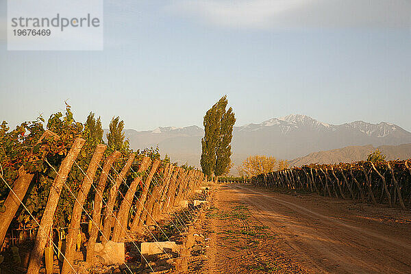 Weinberge und die Anden in Lujan de Cuyo  Mendoza  Argentinien.