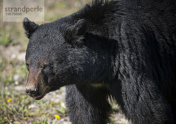 Bilder aus dem Wood Buffalo National Park  dem Nistplatz des gefährdeten Schreikranichs.