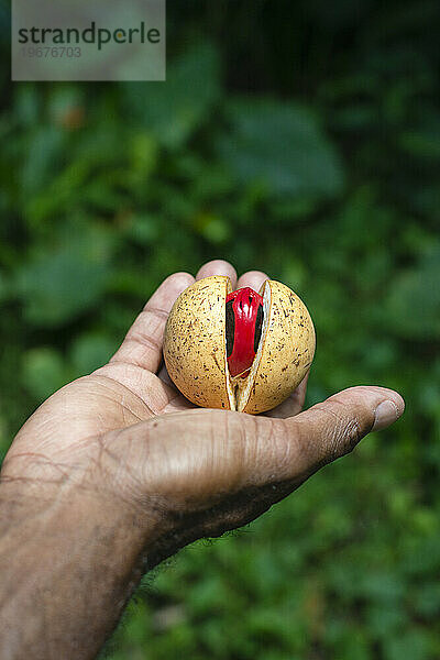 Ein Mann hält eine Muskatnuss in der Handfläche auf Abschnitt 1 des Waitukubuli National Trail auf der Karibikinsel Dominica.