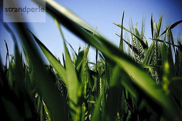 Grüner Weizen mit blauem Himmel darüber.